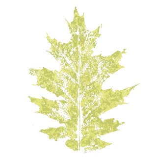 North Central Co-op Oak Leaf Forest School