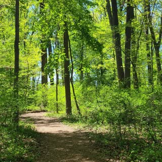 The Nature Preschool