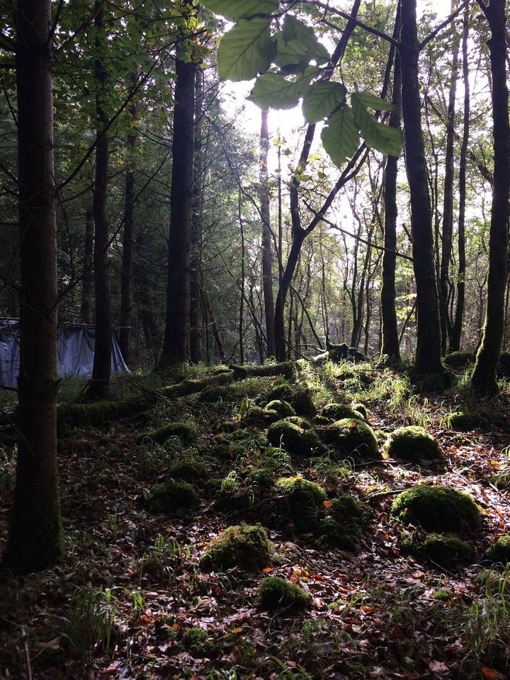 Forest Kids and Adventures