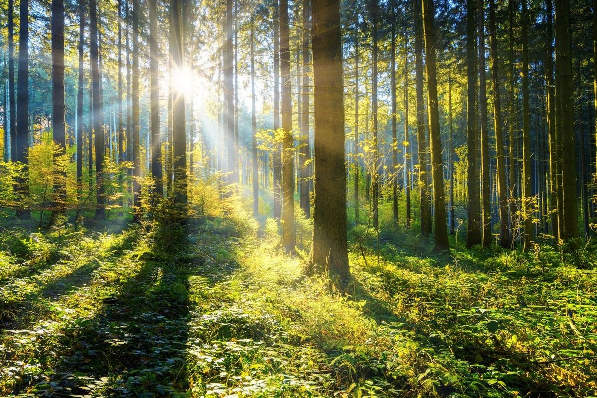 Free to Be Forest School