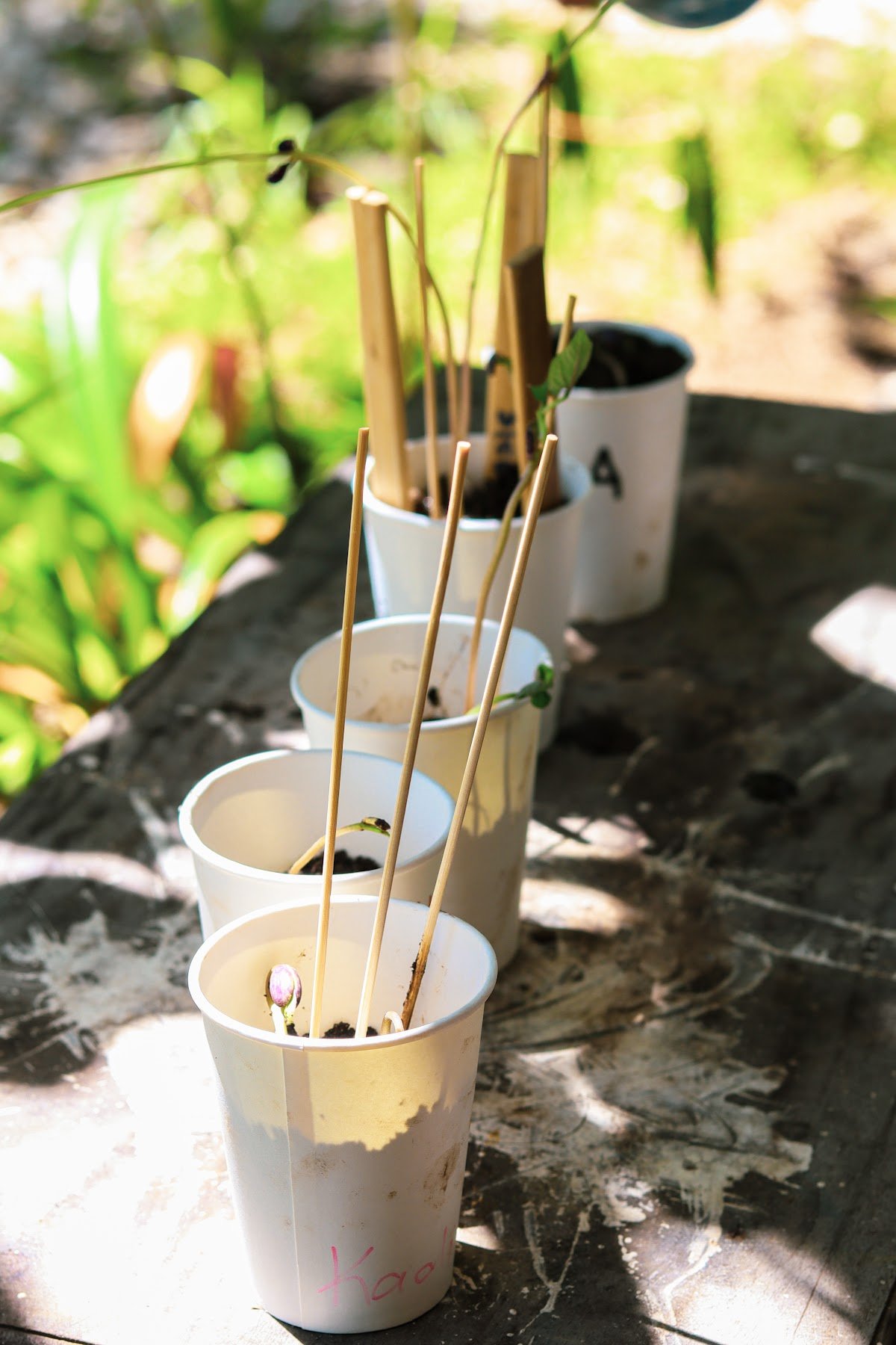 Wonder Intercultural School Lombok